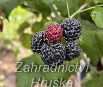 Maliník Black Jewel