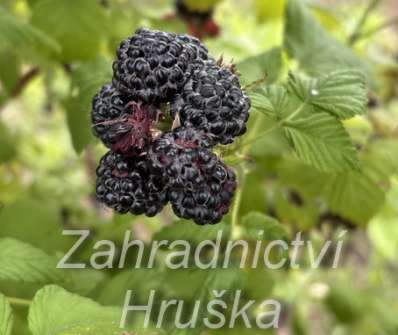 Maliník Black Jewel