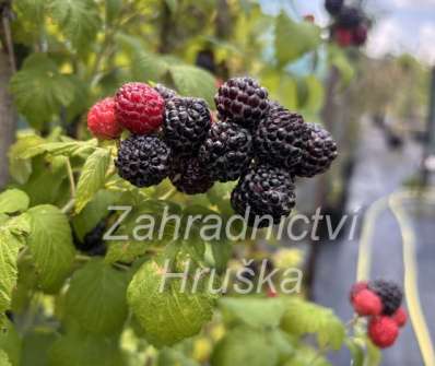 Maliník Black Jewel