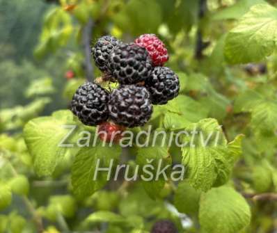 Maliník Black Jewel