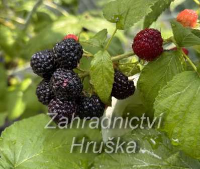 Maliník Black Jewel