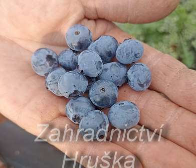 Kanadská borůvka Bluegold