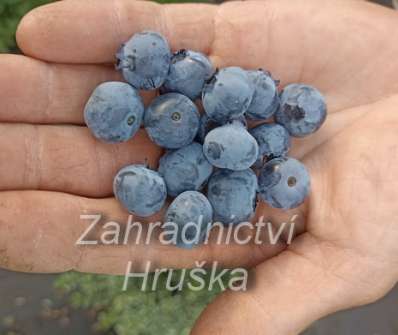 Kanadská borůvka Bluegold