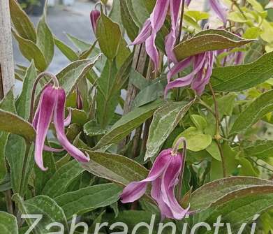 plamének - Clematis 'Hanajima'