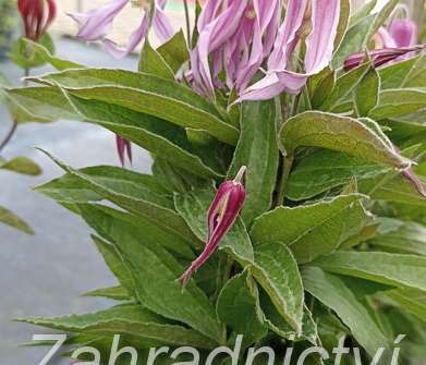 plamének - Clematis 'Hanajima'