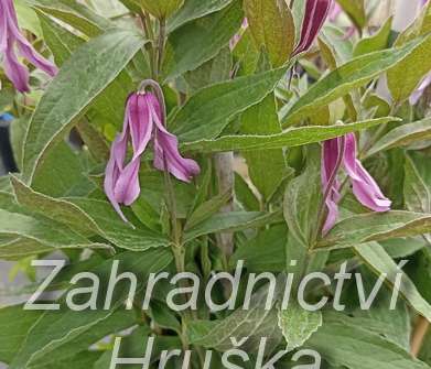 plamének - Clematis 'Hanajima'