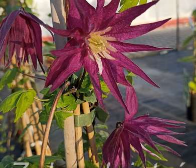 plamének - Clematis 'Purple Surprise'