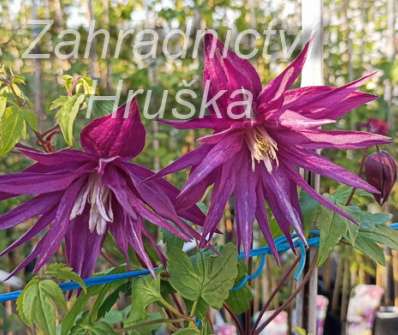 plamének - Clematis 'Purple Surprise'