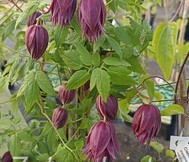 plamének - Clematis 'Purple Surprise'