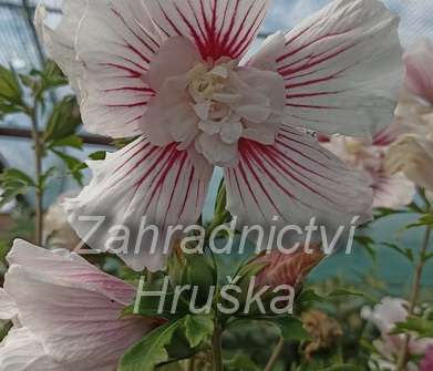 ibišek - Hibiscus syriacus 'Stardust Chiffon'