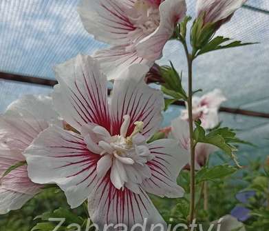 ibišek - Hibiscus syriacus 'Stardust Chiffon'