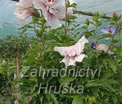 ibišek - Hibiscus syriacus 'Stardust Chiffon'