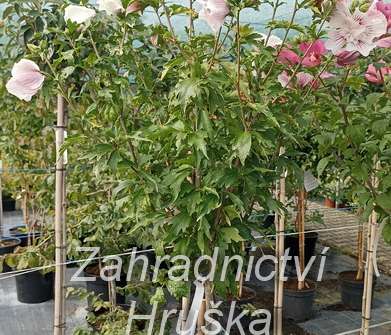 ibišek - Hibiscus syriacus 'Stardust Chiffon'