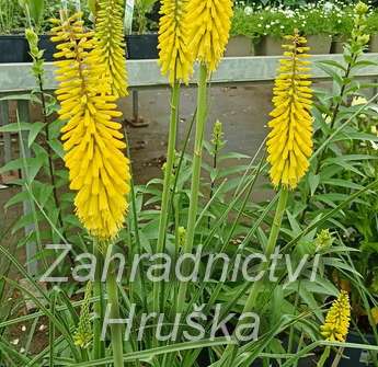 Kniphofia Sunningdale Yellow