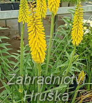 Kniphofia Sunningdale Yellow
