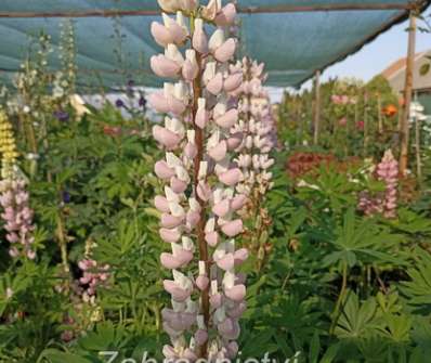 Lupinus pol. Legendary Rose Shades