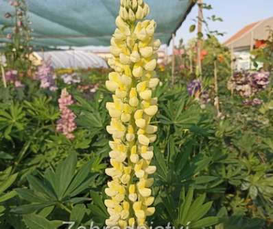 Lupinus pol. Legendary Yellow Shades
