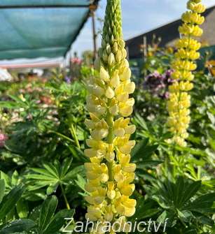 Lupinus pol. Legendary Yellow Shades