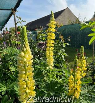 Lupinus pol. Legendary Yellow Shades