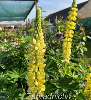 Lupinus pol. Legendary Yellow Shades