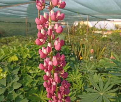 Lupinus polyphyllus Lupini Red