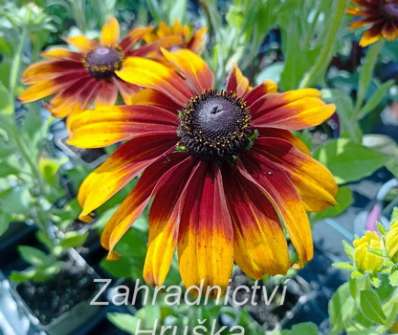 Rudbeckia hirta Capuccino