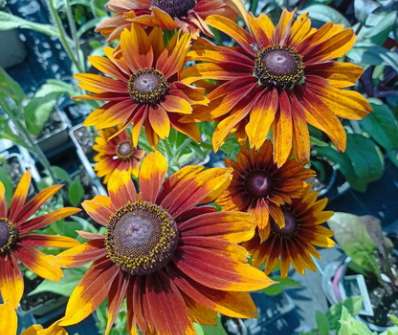 Rudbeckia hirta Capuccino