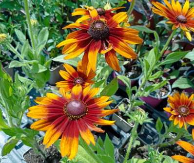 Rudbeckia hirta Capuccino
