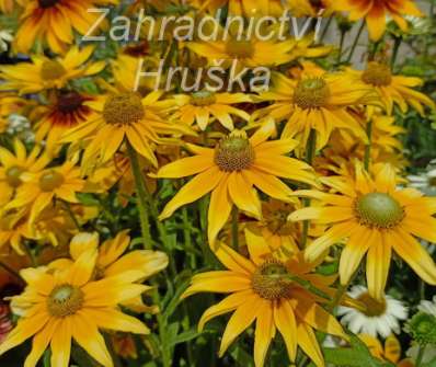 Rudbeckia hirta Praire Sun