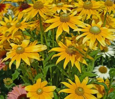 Rudbeckia hirta Praire Sun