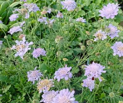 Scabiosa columbaria Flutter Deep Blue