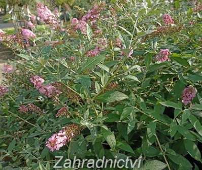 komule - Buddleja davidii 'Pink Panter'