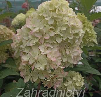 hortenzie - Hydrangea paniculata 'Petite Flory'
