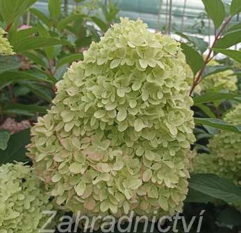 hortenzie - Hydrangea paniculata 'Petite Flory'