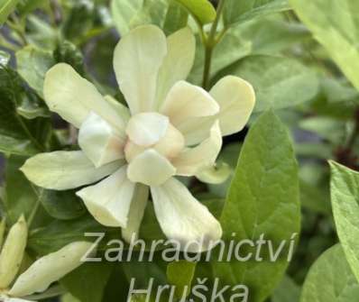 sazaník - Calycanthus 'Venus'