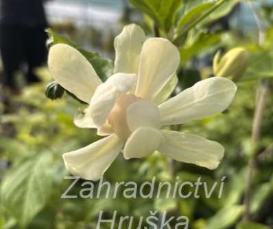 sazaník - Calycanthus 'Venus'