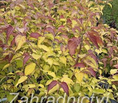 Lejcestérie - Leycesteria formosa 'Golden Lanterns'