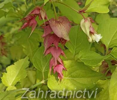 Lejcestérie - Leycesteria formosa 'Golden Lanterns'