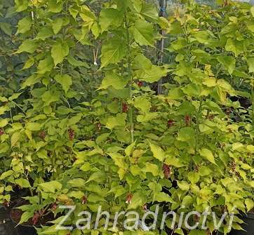 Lejcestérie - Leycesteria formosa 'Golden Lanterns'