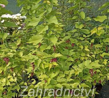 Lejcestérie - Leycesteria formosa 'Golden Lanterns'