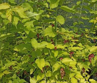 Lejcestérie - Leycesteria formosa 'Golden Lanterns'