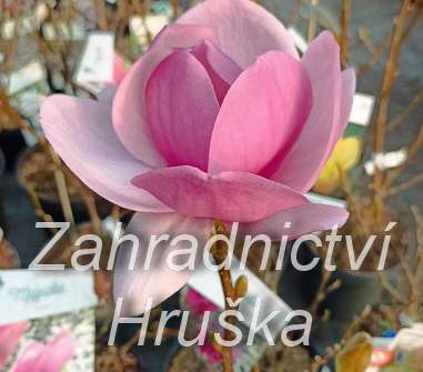 šácholan - Magnolia 'Cleopatra'