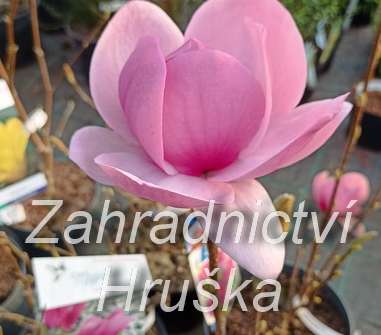 šácholan - Magnolia 'Cleopatra'
