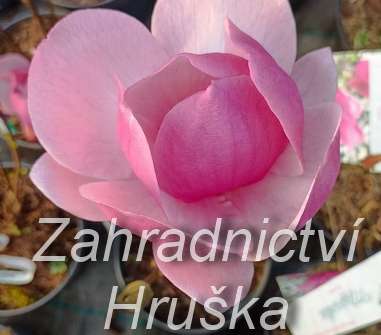 šácholan - Magnolia 'Cleopatra'