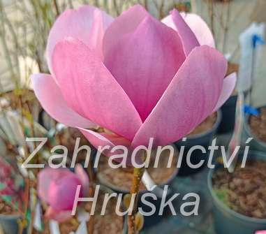šácholan - Magnolia 'Cleopatra'