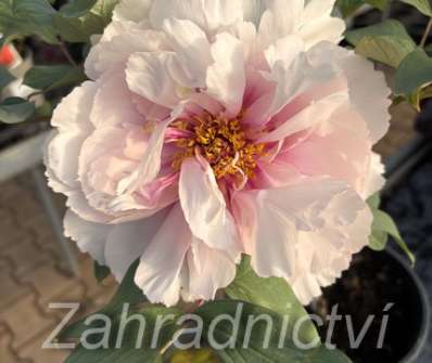 dřevitá pivoňka - Paeonia sufruticosa Yin Hong Qiao Dui