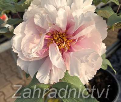 dřevitá pivoňka - Paeonia sufruticosa Yin Hong Qiao Dui