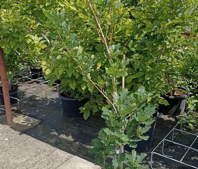 dub - Quercus robur 'Fastigiata'