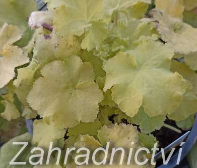 Heuchera Citronelle