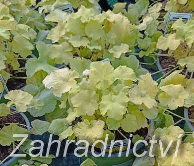 Heuchera Citronelle